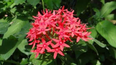 Photo of Cuidados com as plantas Pentas lanceolata ou Pentas