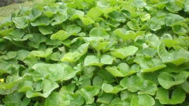 Photo of Cuidados com as plantas Petasites fragrantes ou Sombrerera