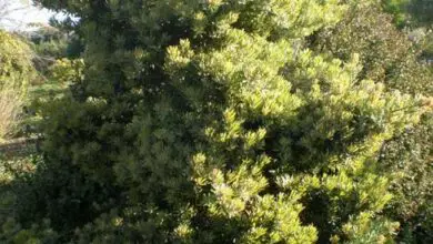 Photo of Cuidados com as plantas Podocarpus latifolius ou Palo amarillo real