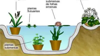 Photo of Cuidados com as plantas Pontederia cordata ou pontos de água