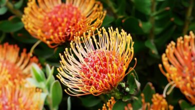 Photo of Cuidados com as plantas Protea