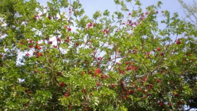 Photo of Cuidados com as plantas Schotia brachypetala ou Schotia llorona