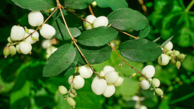 Photo of Cuidados com as plantas Symphoricarpos × chenaultii ou Snowberry