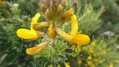 Photo of Cuidados com as plantas Teucrium flavum ou Teucrio yellow