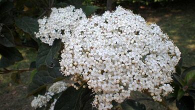 Photo of Cuidados com as plantas Viburnum rigidum ou Follao canario