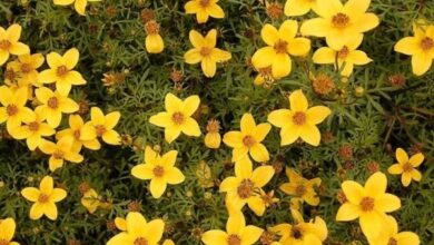 Photo of Cuidados com Bidens ferulifolia, também conhecida como verbena amarela