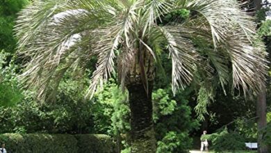 Photo of Cuidados com Butiá capitata, Jelly Palm ou planta Butiá