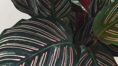 Photo of Cuidados com Calathea ornata ou Calatea