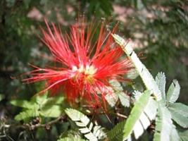 Photo of Cuidados com Calliandra tweediei ou arbusto flamejante