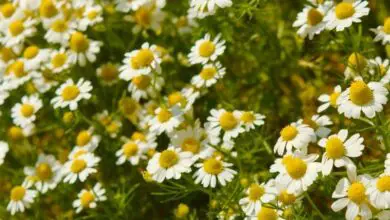 Photo of Cuidados com camomila em interiores – Aprenda a cultivar camomila em interiores