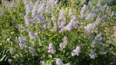 Photo of Cuidados com ceanothus, palo colorado ou ceanoto