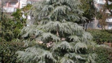 Photo of Cuidados com cedro Cedrus deodara ou cedro dos Himalaias