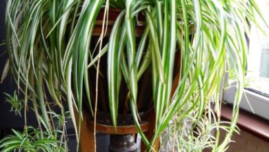 Photo of Cuidados com Chlorophytum comosum, clorófito ou fita adesiva