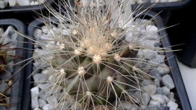 Photo of Cuidados com Copiapoa cinerea ou Copiapoa de Philippi