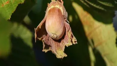 Photo of Cuidados com Corylus avellana ou planta de avelã