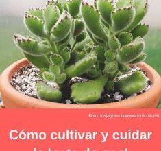 Photo of Cuidados com Cotyledon tomentosa ou Cotyledon ladismithiensis