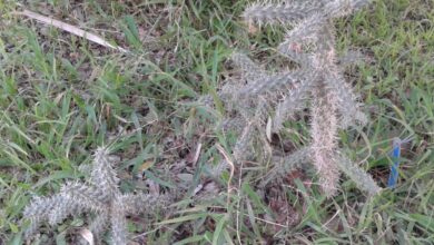 Photo of Cuidados com Cylindropuntia spinosior ou Choya espinosa