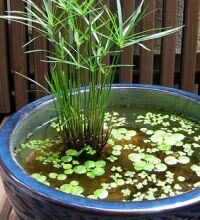 Photo of Cuidados com Cyperus alternifolius ou planta guarda-chuva