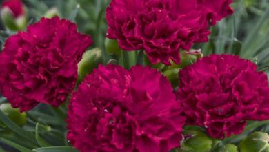 Photo of Cuidados com Dianthus caryophyllus ou planta de cravos