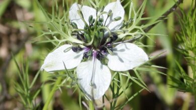 Photo of Cuidados com ervas Nigella damascena, Nigela ou Arañuela