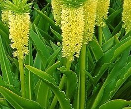 Photo of Cuidados com Eucomis autumnalis ou flor de ananás