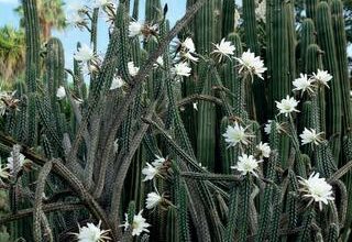 Photo of Cuidados com Ferocactus robustus ou Biznaga Pineapple