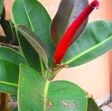 Photo of Cuidados com Ficus rubiginosa ou figueira enferrujada