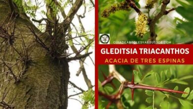 Photo of Cuidados com Gleditsia triacanthos ou acácia tridimensional