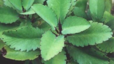 Photo of Cuidados com Glottiphyllum ou planta com folhas de língua