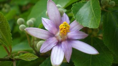 Photo of Cuidados com Grewia occidentalis ou planta cross-berry