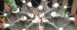 Photo of Cuidados com Gymnocalycium, Gimnocalicio ou Cactus chin