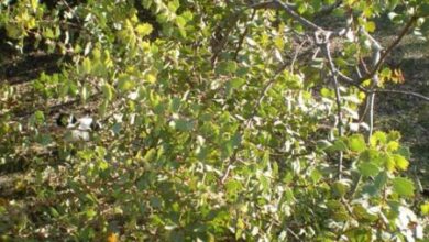 Photo of Cuidados com Hakea cristata ou caracol Hakea