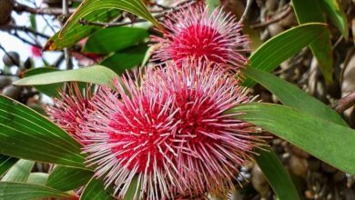 Photo of Cuidados com Hakea laurina, Hakea alfiletero ou Arbusto Emú