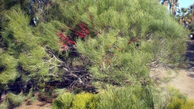 Photo of Cuidados com Hakea orthorrhyncha ou Hakea pico de pájaro