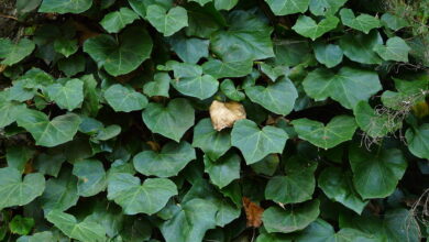 Photo of Cuidados com Hedera canariensis ou Canary Ivy