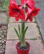 Photo of Cuidados com Hippeastrum hybridum ou Amarilis