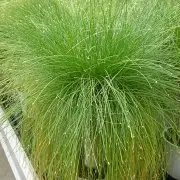 Photo of Cuidados com Isolepis cernua ou Planta punk