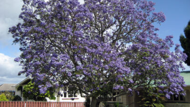 Photo of Cuidados com Jacaranda mimosifolia ou jacarandá brasileiro