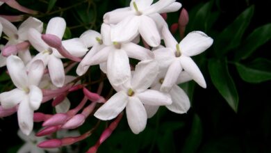 Photo of Cuidados com Jasmim Polyanthum ou Jasmim Chinês