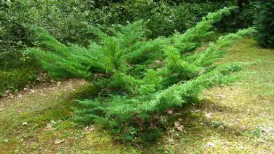 Photo of Cuidados com Juniperus conferta ou Juniper tapeçaria