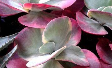 Photo of Cuidados com Kalanchoe thyrsiflore ou Calanchoe tirsiflore