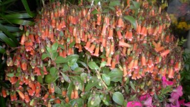 Photo of Cuidados com Kalanchoe uniflora ou Kalanchoe ambrensis