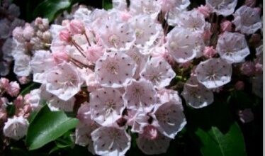 Photo of Cuidados com Kalmia latifolia ou louro da montanha