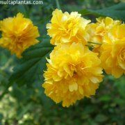 Photo of Cuidados com Kerria japonica, Querria ou Balloon Flower