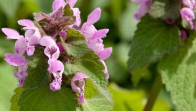 Photo of Cuidados com Lamium maculatum ou urtiga picante