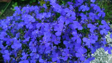 Photo of Cuidados com Lobelia erinus ou Blue Lobelia