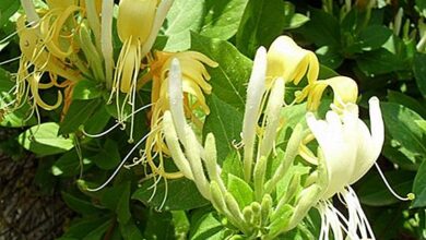 Photo of Cuidados com Lonicera periclymenum ou madressilva da floresta