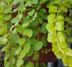 Photo of Cuidados com Lysimachia nummularia ou Menta