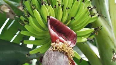 Photo of Cuidados com musa, banana ou bananeira