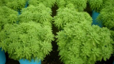 Photo of Cuidados com Myriophyllum aquaticum ou palma de água